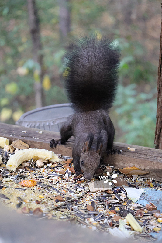 松鼠，北武当，玄帝观，吉林市，炮台山图片素材