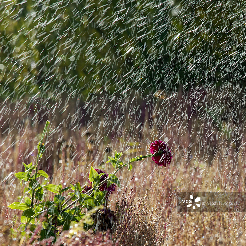 新疆达瓦昆沙漠旅游风景区内的百日菊绽放在雨丝中图片素材