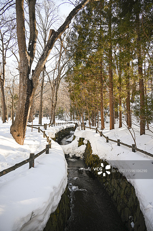 日本北海道札幌北海道神宫内被冰雪覆盖的森林自然景观特写图片素材