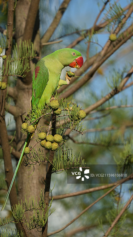 从香港偷渡到深圳摘果果的亚历山大鹦鹉图片素材