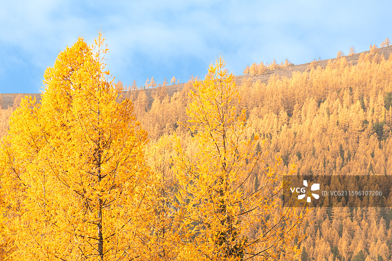 秋日北疆环线阿禾公路沿途风景金黄白桦树蓝天白云溪流河谷盘山公路图片素材