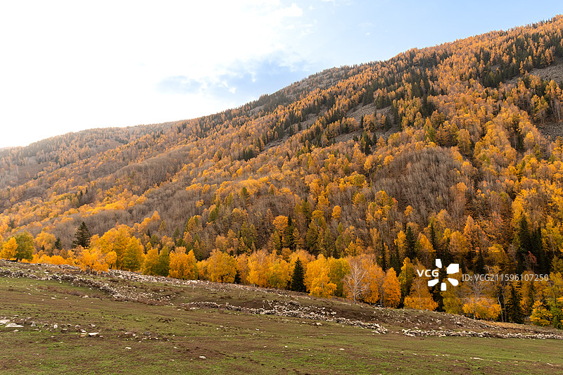 秋日北疆环线阿禾公路沿途风景金黄白桦树蓝天白云溪流河谷盘山公路图片素材