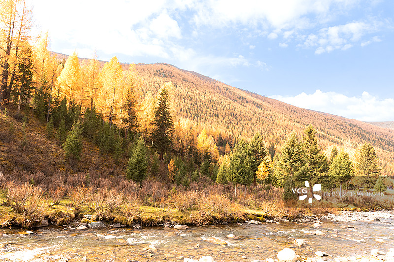 秋日北疆环线阿禾公路沿途风景金黄白桦树蓝天白云溪流河谷盘山公路图片素材