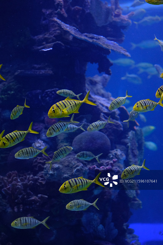 黄金鲹鱼群在海里游泳的特写镜头图片素材