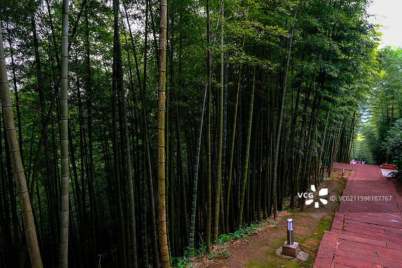 中国贵州遵义赤水竹海国家森林公园风光图片素材