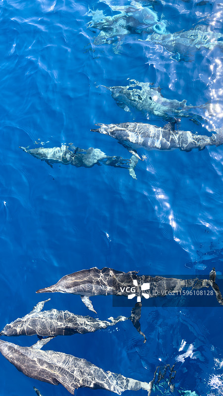 海豚的自由图片素材