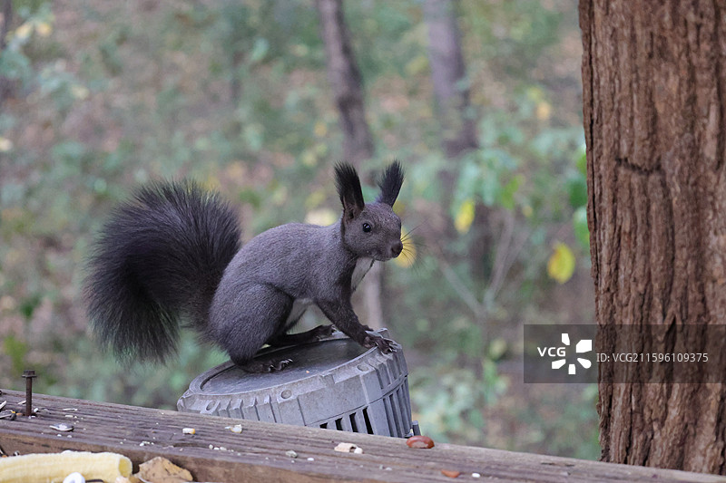 松鼠，北武当，玄帝观，吉林市，炮台山图片素材