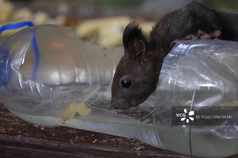 松鼠，北武当，玄帝观，吉林市，炮台山图片素材