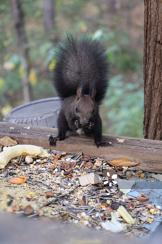 松鼠，北武当，玄帝观，吉林市，炮台山图片素材