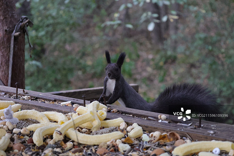 松鼠，北武当，玄帝观，吉林市，炮台山图片素材