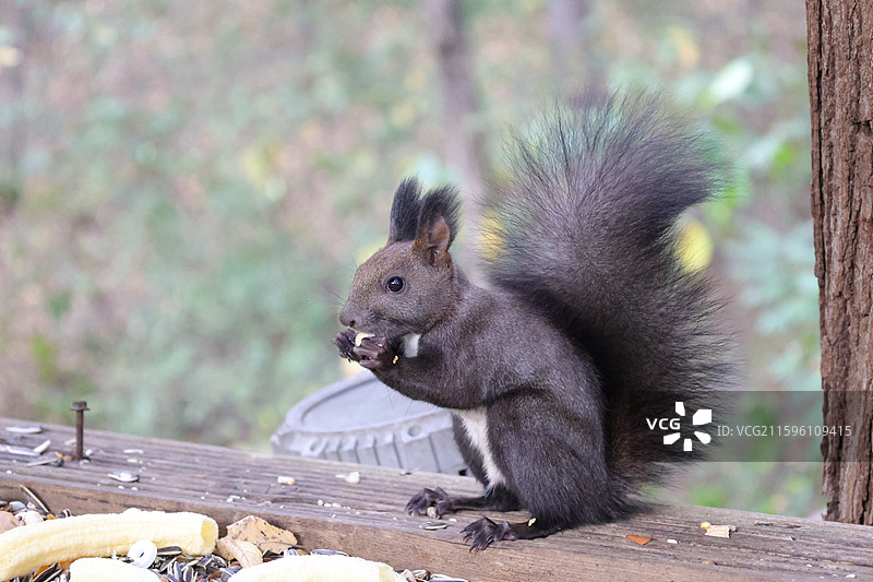 松鼠，北武当，玄帝观，吉林市，炮台山图片素材