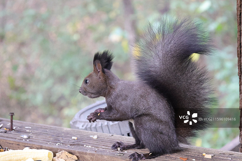 松鼠，北武当，玄帝观，吉林市，炮台山图片素材