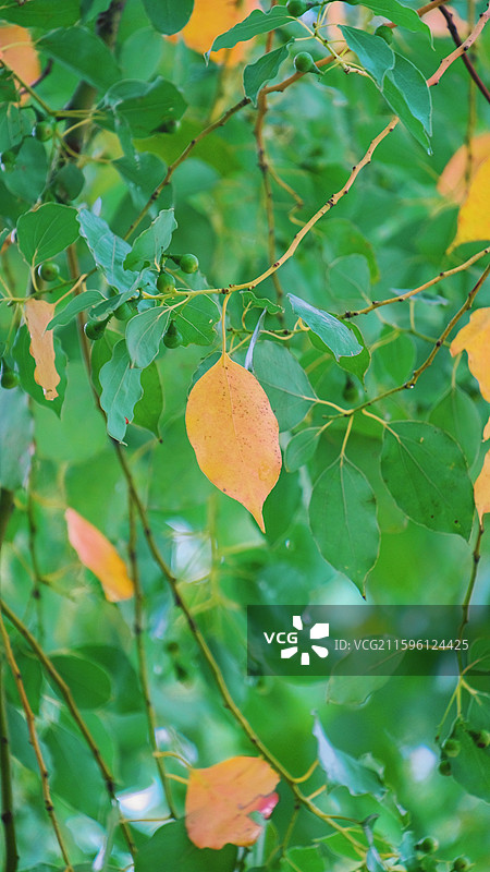 金秋十月拍雨后摄到的不同视角的樟树树叶图片素材
