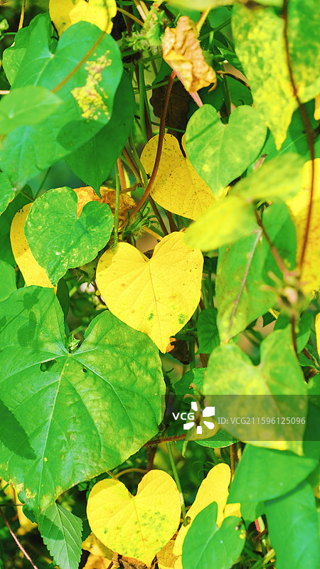 十月秋天拍摄到的不同视角的圆叶牵牛图片素材