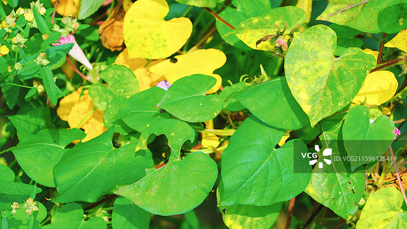 十月秋天拍摄到的不同视角的圆叶牵牛图片素材