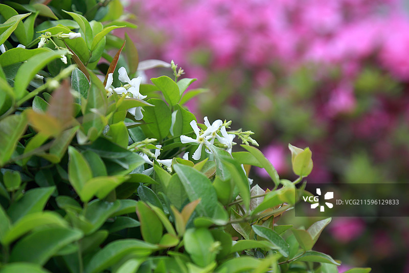 镇江南山文苑络石与杜鹃花图片素材
