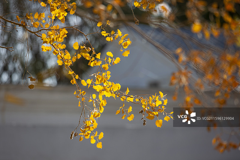 新疆达瓦昆沙漠旅游风景区内的胡杨林图片素材