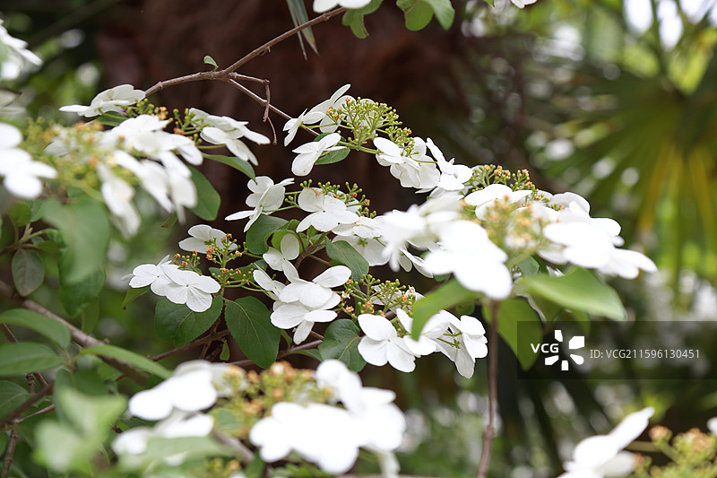 镇江南山文苑琼花盛开图片素材