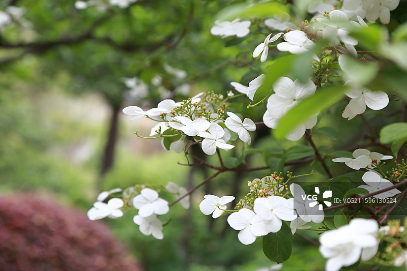 镇江南山文苑琼花盛开图片素材