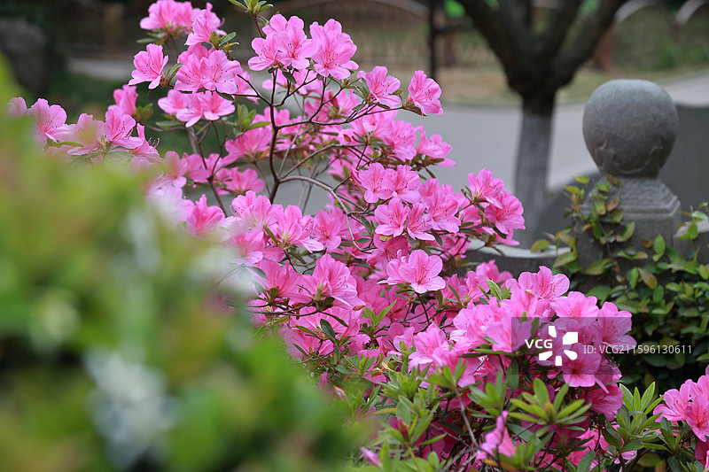镇江南山文苑杜鹃花开图片素材