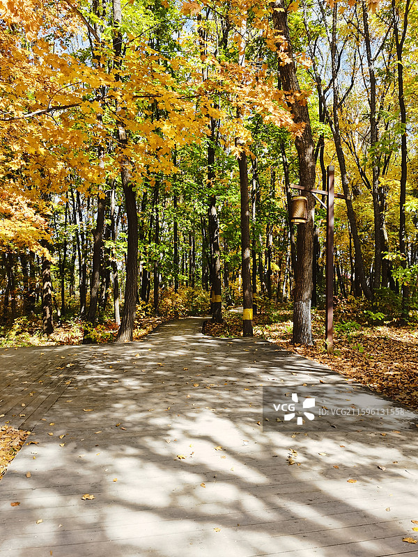吉林长白山美人松空中廊桥公园图片素材