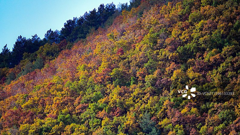 五色山/伊春/植被/秋季景色/树木图片素材