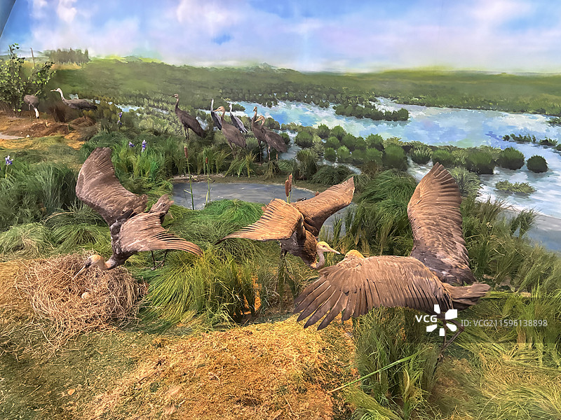 新青国家湿地公园,湿地宣教馆,白头鹤,科普教育,研学实践,实物标本,数字技术,声光电,观鸟台图片素材