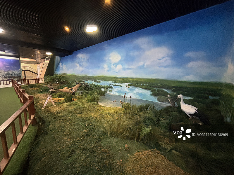 新青国家湿地公园,湿地宣教馆,白头鹤,科普教育,研学实践,实物标本,数字技术,声光电,观鸟台图片素材