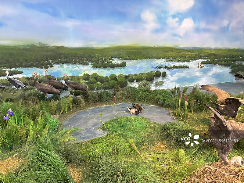 新青国家湿地公园,湿地宣教馆,白头鹤,科普教育,研学实践,实物标本,数字技术,声光电,观鸟台图片素材