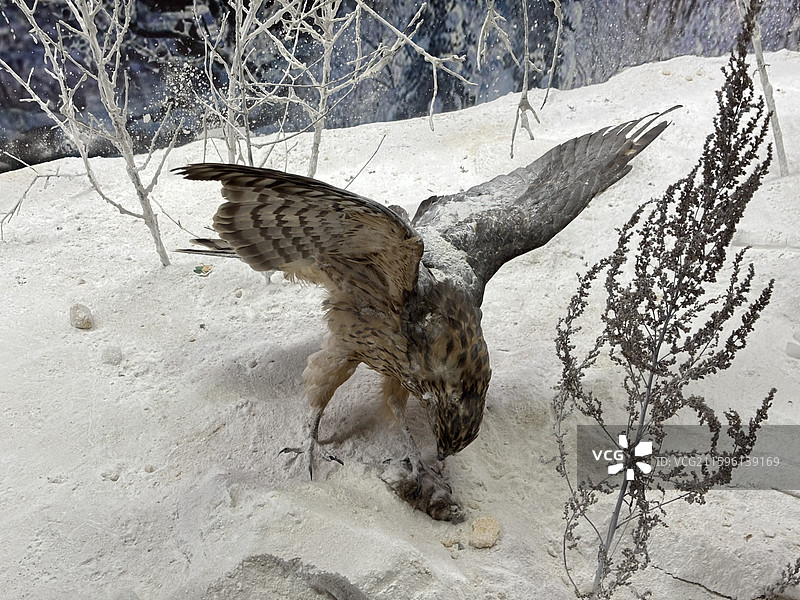 新青国家湿地公园,湿地宣教馆,白头鹤,科普教育,研学实践,实物标本,数字技术,声光电,观鸟台图片素材