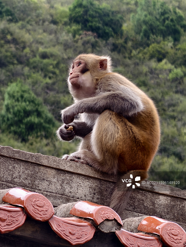 重庆奉节·白帝城·三峡·瞿塘峡·赤甲楼·猴子图片素材