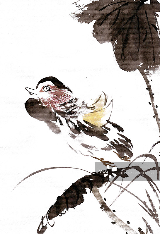 荷叶下的鸳鸯鸟图片素材