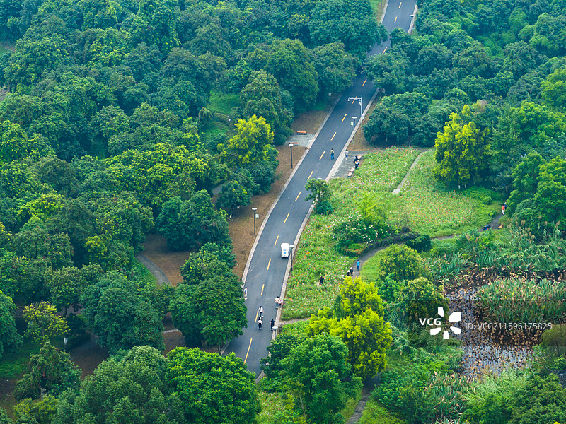 张坝桂圆林公园林间公路高视角图图片素材
