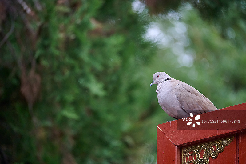 甘肃武威文庙红门上的灰斑鸠图片素材
