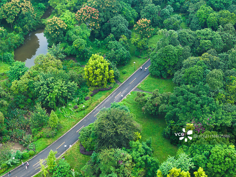 张坝桂圆林公园林间公路高视角图图片素材