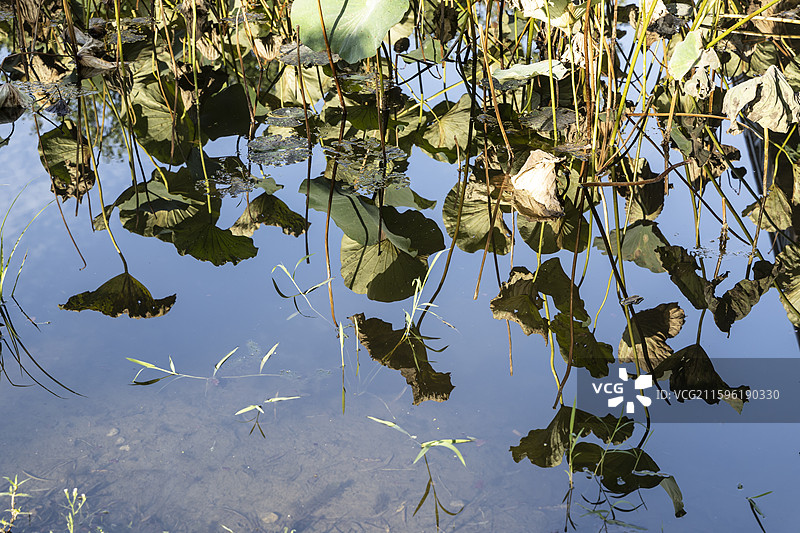 北京通州大运河森林公园：秋日的荷花池图片素材