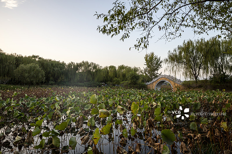 北京通州大运河森林公园：揽月桥图片素材