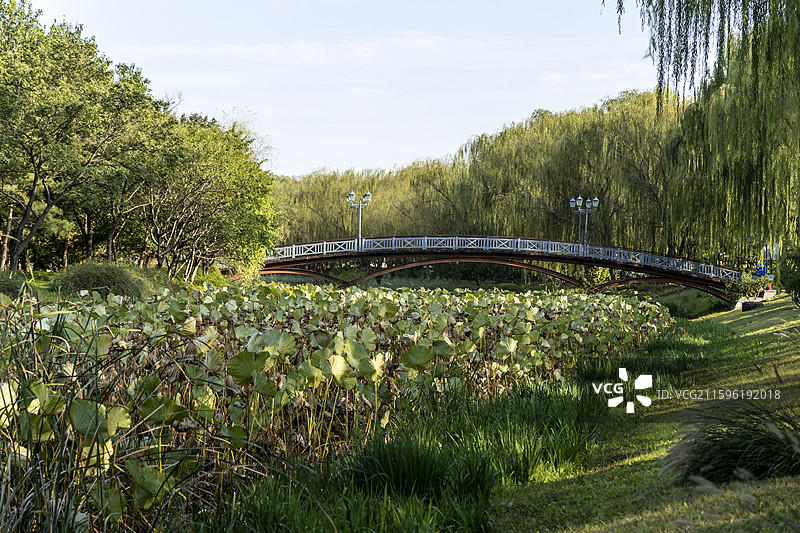 北京通州大运河森林公园：映月桥图片素材