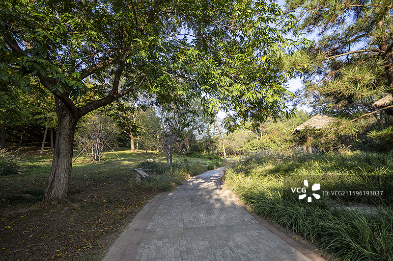 北京通州大运河森林公园：林荫小道图片素材