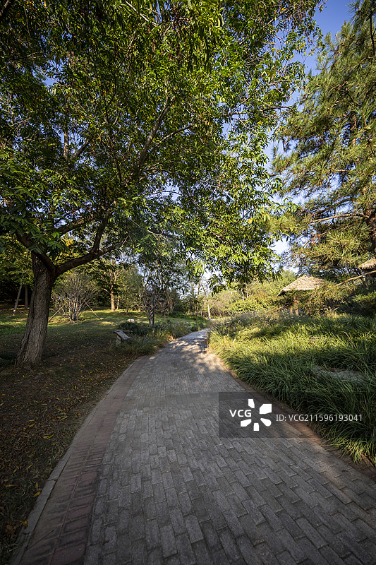 北京通州大运河森林公园：林荫小道图片素材