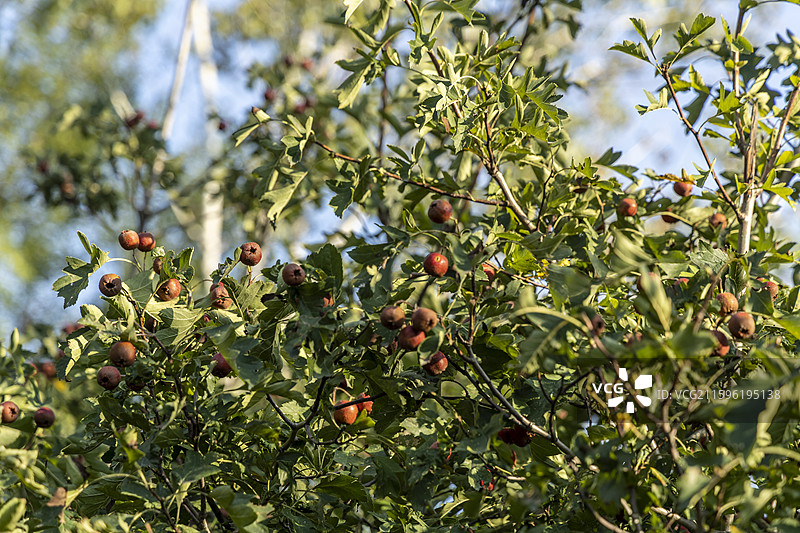 北京通州大运河森林公园：山楂树图片素材