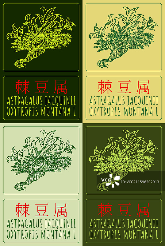 一套中国画风格的黄芪画图片素材