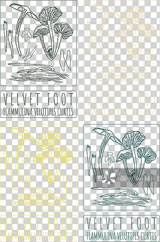 手绘天鹅绒脚图片素材