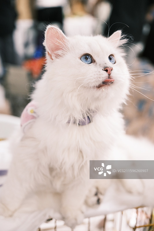 流浪猫救助领养活动现场图片素材