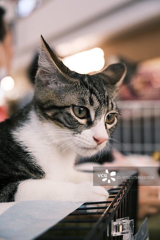 流浪猫救助领养活动现场图片素材