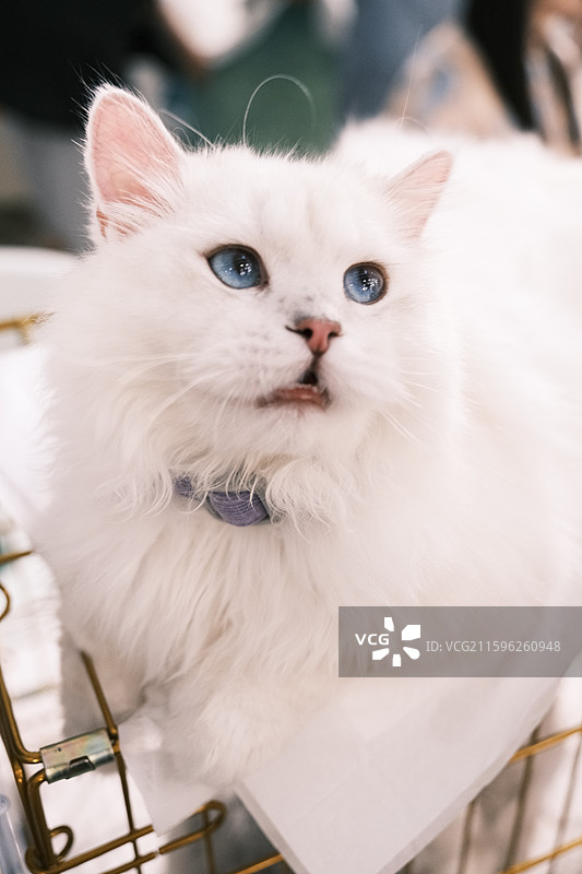 流浪猫救助领养活动现场图片素材