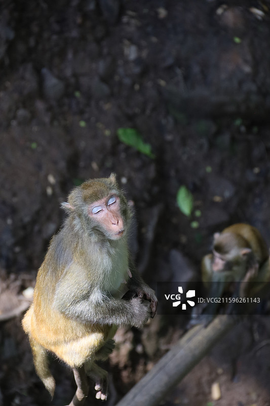 西双版纳图片素材