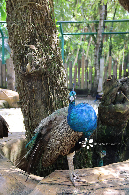 西双版纳图片素材