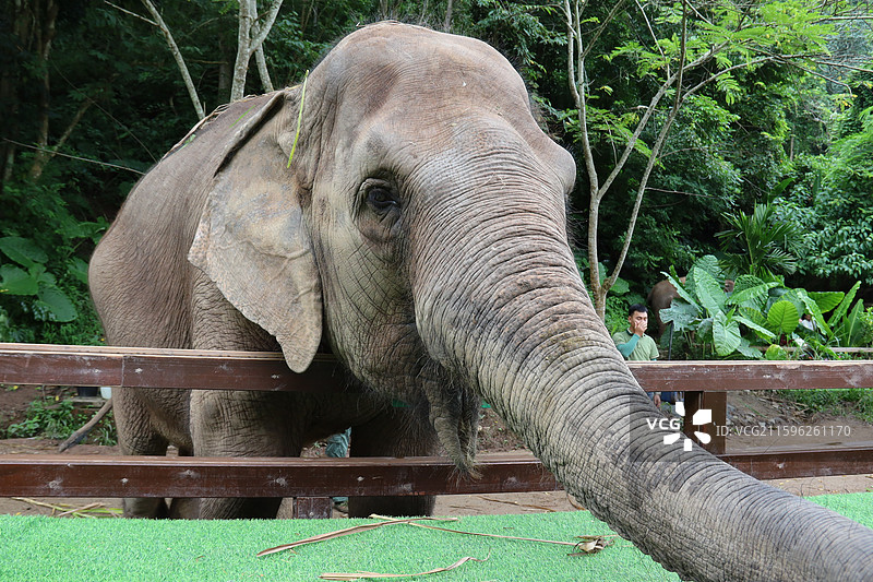 西双版纳图片素材