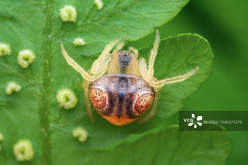 鸟粪蛛图片素材